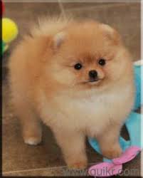 Here is the price of all types of poodle in india. Pomeranian Dog Price In India
