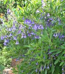 Image result for Aeollanthus ukamensis