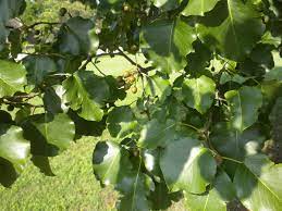 Check spelling or type a new query. The Invasive Callery Pear Oklahoma State University