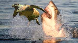 Tiger Shark Vs Turtle
