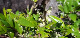 Image result for Aphloia theiformis