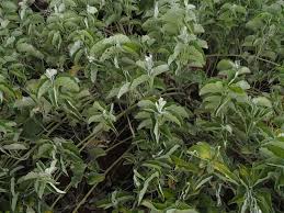 Image result for Ipomoea verbascoidea