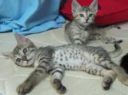 The legs of the arabian mau are long and it has oval paws. Arabian Mau Kitten Pictures Kitten Pictures Kittens Cats