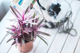 Check spelling or type a new query. A Guide To Indoor Plants And Outdoor Plants For Small Spaces