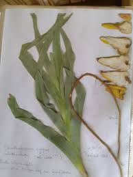 Image result for Ornithoglossum viride