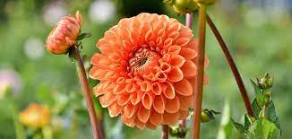 Dahlias Growing Planting Guide Garden Express