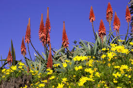 Image result for Aloe arborescens