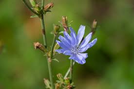 Image result for Cichorium