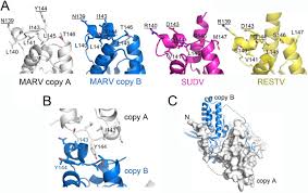 Marburg virus, a cousin of ebola virus, causes severe hemorrhagic fever, with up to 90% lethality seen in recent outbreaks. Crystal Structure Of Marburg Virus Vp24 Journal Of Virology