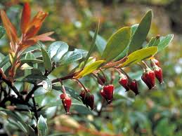 Image result for Vaccinium madagascariense
