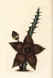 Image result for Tridentea