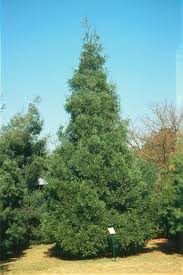 Image result for Afrocarpus falcatus