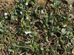 Image result for Blepharis integrifolia