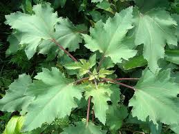 Image result for Xanthium strumarium