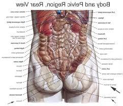 human body organs diagram from the back human body organs