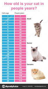 photo size comparison chart comparison chart of cat and