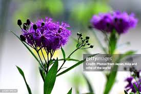 Image result for Vernonia auriculifera