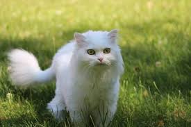 4 daftar harga kucing persia medium. 4 Ciri Khas Kucing Persia Medium Beserta Harga Dan Cara Perawatan