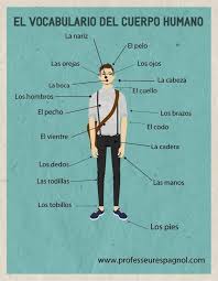 El Vocabulario Del Cuerpo Human Professeuresspagnol Com Https Lomejordelaweb Es Spanisch Lernen Spanisch Unterrichten Spanisch Sprache
