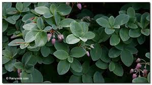 Image result for Alvesia cylindricalyx