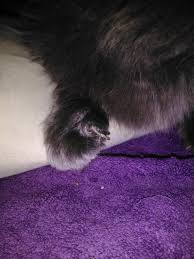 However, the contemporary dog took a different evolutionary path that involved. Infected Dew Claw In My 16 Cat Tiger Please Help Guide Me On Cutting It Petcoach