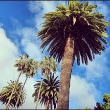 Beautiful Santa Clara Palm Trees On A Sunny Day Scu Santaclarauniversity Palm Trees