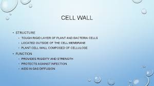 From the outermost layer of the cell wall, these layers are identified as the middle lamella. Cell Organelles Structure And Function Golgi Apparatus Structure
