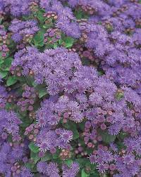 Artist Blue Flossflower Ageratum Hybrid Purple Plants Plants Amazing Flowers