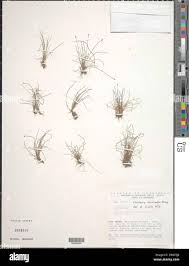 Image result for Hermbstaedtia schaeferi