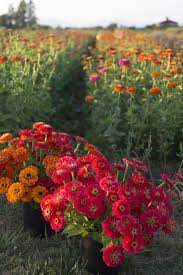 Pin On Sustainable Garden