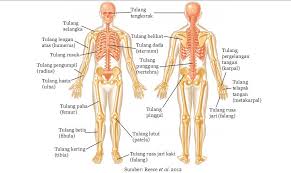 We did not find results for: Macam Macam Tulang Pada Sistem Rangka Manusia Passakanawang