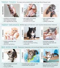 How To Determine A Kitten S Age Kitten Lady