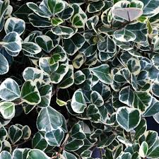 Image result for Ficus triangularis