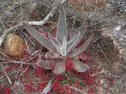 Image result for Crassula lanceolata