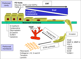 The simple squamous epithelium that lines the body cavities. Epithelial Mesenchymal Transition Of Mesothelial Cells And Peritoneal Download Scientific Diagram
