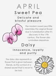 April Birth Flower Sweet Pea Daisy Gerber Daisy Horoscope Zodiac Astrology Birth Flower Tattoos Birth Flowers Birth Month Flowers