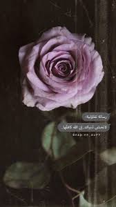 Pin By A33 W123 On صور سنابات Plants Rose Flowers