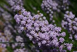 Image result for Selago cecilae