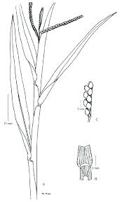 Image result for Paspalum scrobiculatum