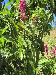 Image result for Odontonema callistachyum