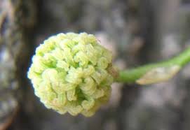 Image result for Laurembergia tetrandra