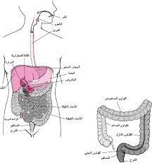 الن اسور الشرجي المستقيمي الاضطرابات الهضمي ة دليل msd الإرشادي إصدار الم ستخد م