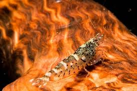 spotted tiger dnz zwerggarnelen garnelen krebse