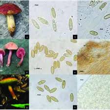 Image result for Boletus speciosus