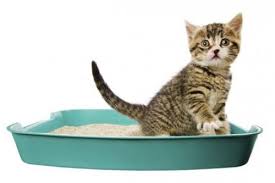 Check spelling or type a new query. Comparatif De Litieres Quelle Est La Meilleure Pour Mon Chat Blog