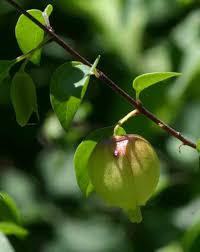 Image result for Tinnea rhodesiana