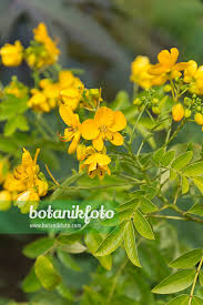 Image result for Senna sophera