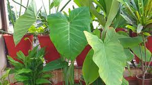 Thread in the philodendrons, elephant ears, and other aroids forum forum by purpleinopp: How To Grow And Care Elephant Ear Philodendron Fun Gardening Youtube