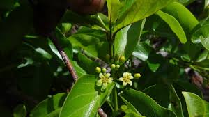 Image result for Apocynaceae subfamily Periplocoideae