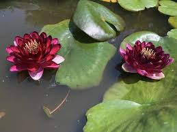 Image result for Nymphaea divaricata